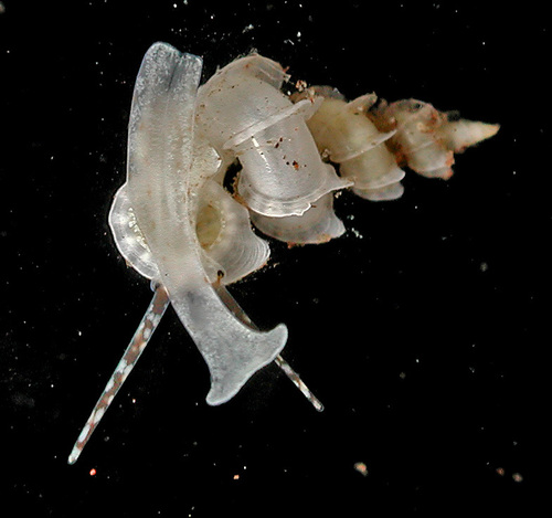 Cycloscala hyalina observed 2008-04-15