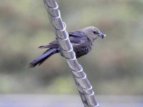 Brown-headed Cowbird photographed in New Mexico