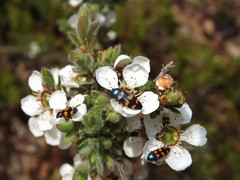 Castiarina bicolor