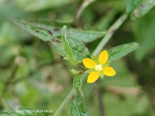 Image of Linear Leaf Water Primrose by (c) Ong Jyh Seng, some rights reserved (CC BY-SA)