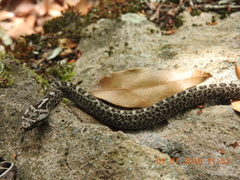 Crotalus aquilus
