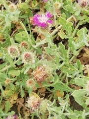 Centaurea sphaerocephala