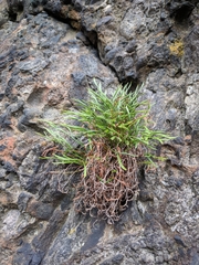 Asplenium septentrionale