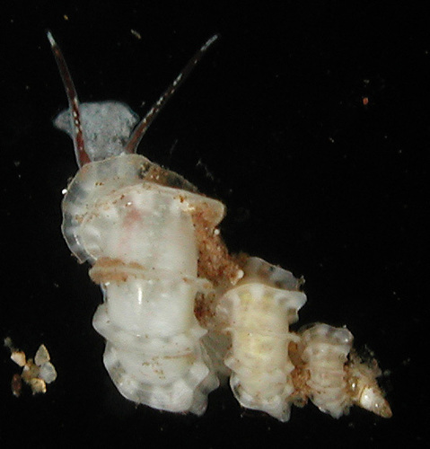 Cycloscala hyalina observed 2012-03-17