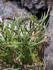 Asplenium septentrionale