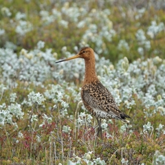 Limosa limosa islandica