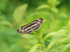 Neptis pryeri