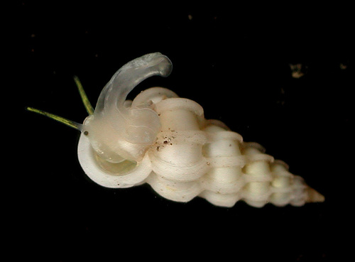 Epitonium paumotense observed 2015-04-25