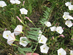 Convolvulus arvensis