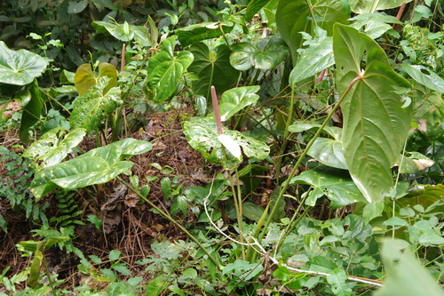 Anthurium nymphaeifolium, photograph 5