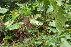 Anthurium nymphaeifolium, photograph (c) Eric Knight, some rights reserved (CC BY)