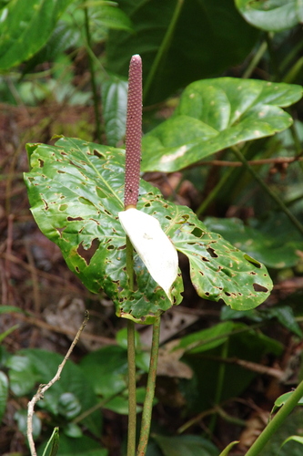 Anthurium nymphaeifolium, photograph 4
