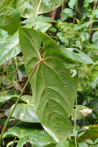 Anthurium nymphaeifolium, photograph 6