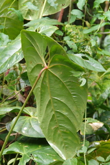 Anthurium nymphaeifolium, photograph (c) Eric Knight, some rights reserved (CC BY)