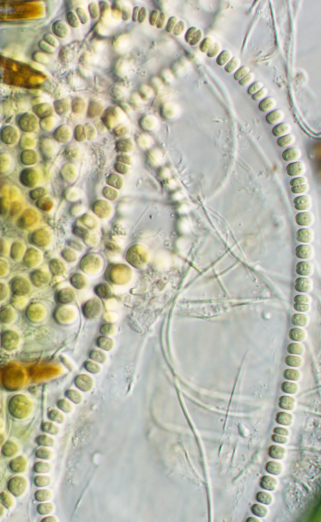 Johannesbaptistia pellucida