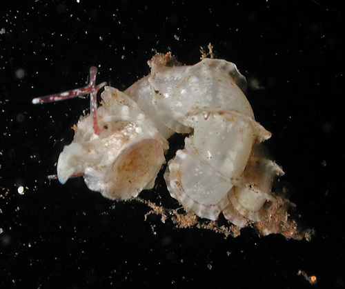 Cycloscala hyalina observed 2016-05-16