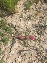 Mimosa rupertiana