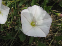Convolvulus arvensis