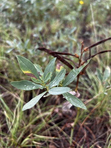 spreadfruit goldenbanner (Thermopsis divaricarpa)