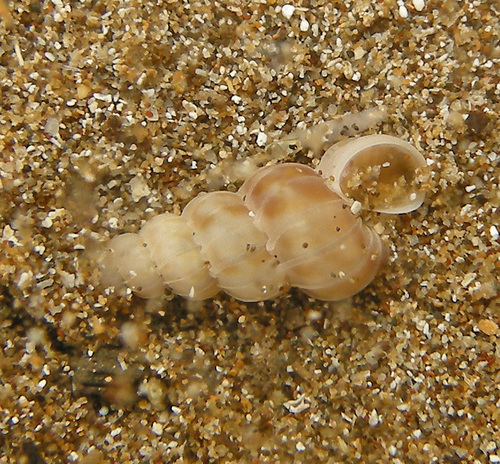 Epitonium umbilicatum observed 2022-06-13