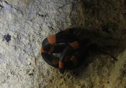Snail-eating Thirst Snake