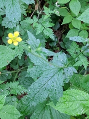 Geum urbanum