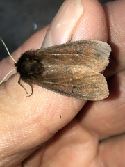 Phragmatobia assimilans