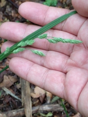 Dactylis glomerata lobata