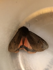 Phragmatobia assimilans