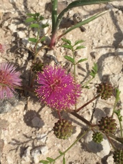 Mimosa rupertiana