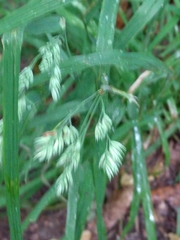 Dactylis glomerata lobata