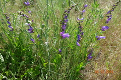 Penstemon eriantherus