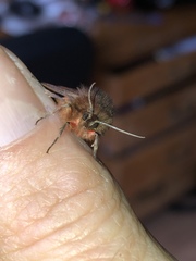 Phragmatobia assimilans