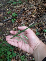 Dactylis glomerata lobata