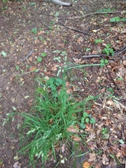 Dactylis glomerata lobata