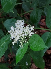 Sambucus nigra