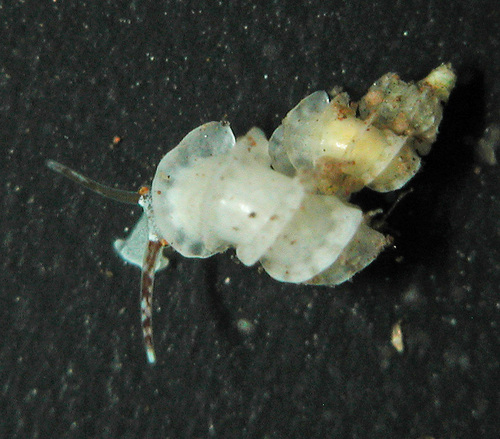 Cycloscala hyalina observed 2003-11-14