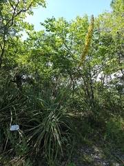 Dasylirion berlandieri