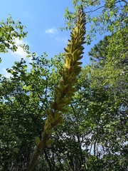 Dasylirion berlandieri