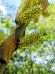 Dasylirion berlandieri