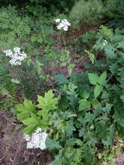 Chaerophyllum temulum