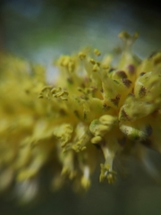 Dasylirion berlandieri