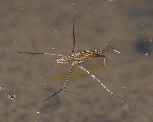 Limnoporus notabilis photo 3