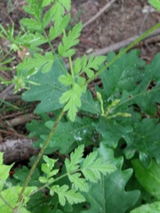 Chaerophyllum temulum
