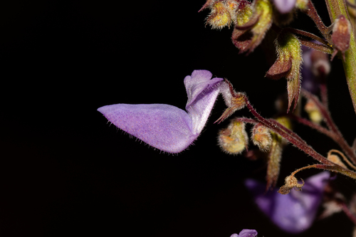 Coleus scutellarioides