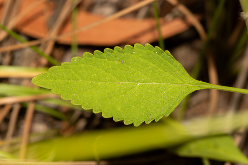 Coleus scutellarioides