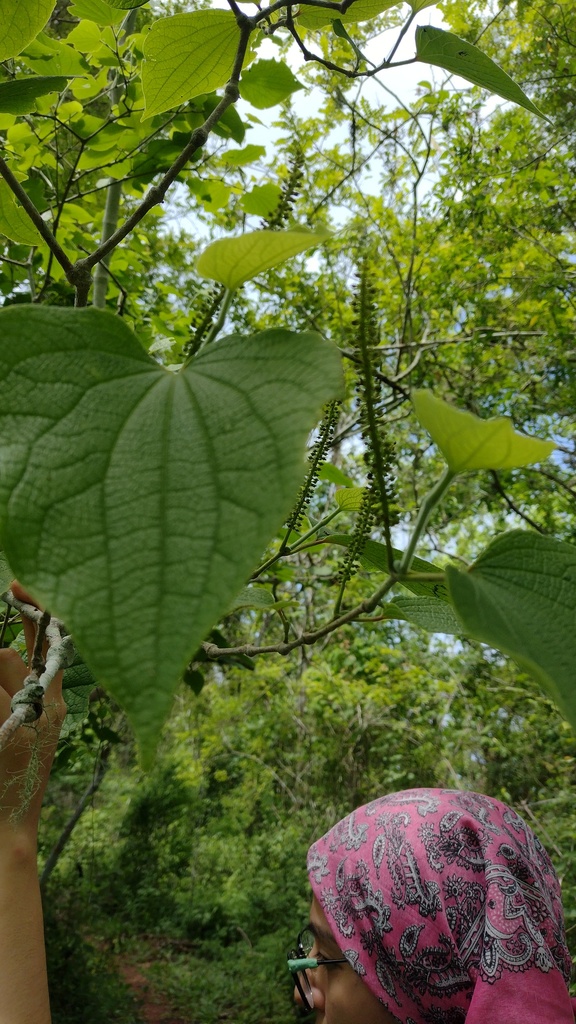 Piper abalienatum