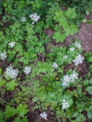 Chaerophyllum temulum