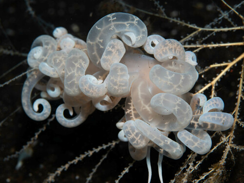 Phyllodesmium iriomotense — seen at this dive site