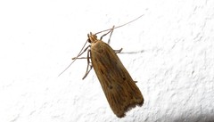 Acompsia tripunctella